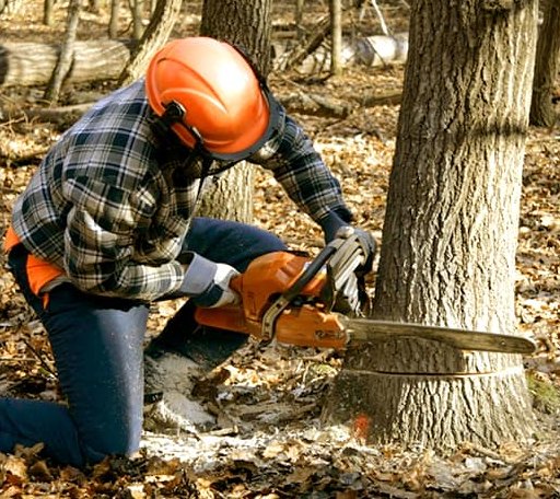 Tree Removal in Boon, MI
